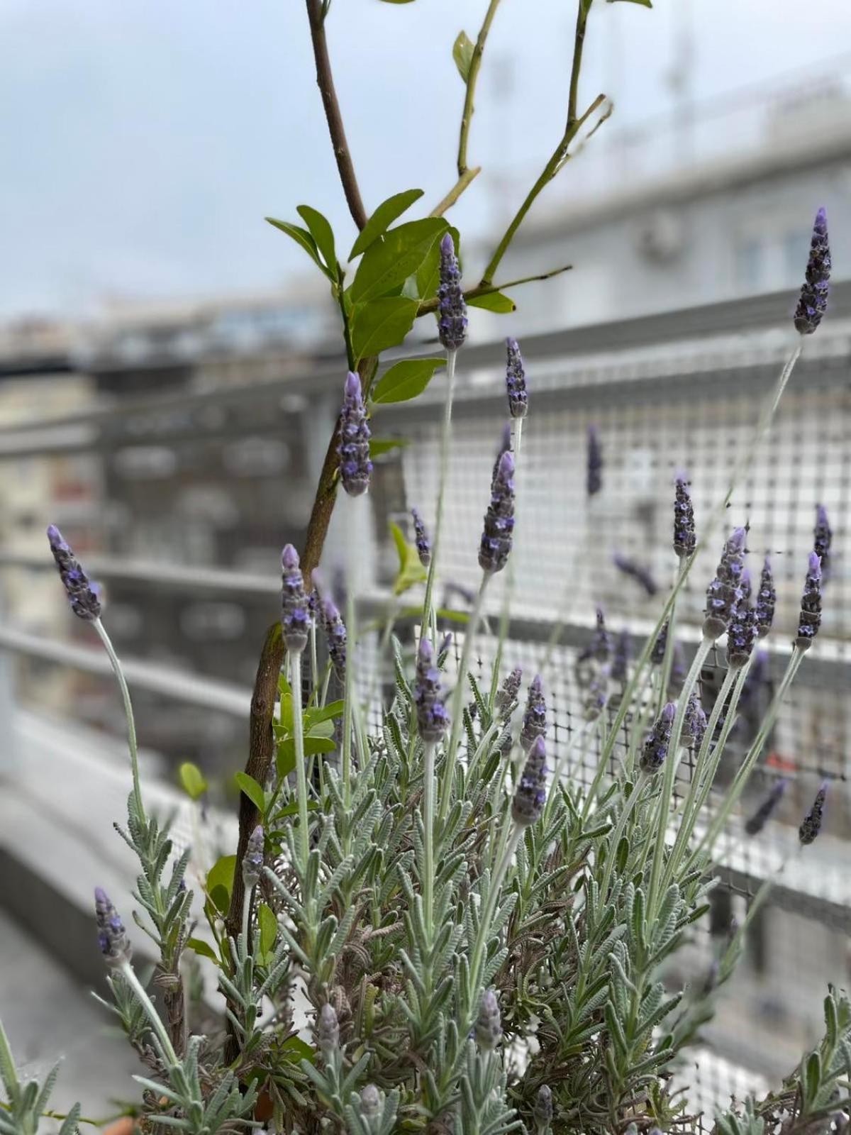 Domus City Apartment With Wonderful Balcony 테살로니키 외부 사진
